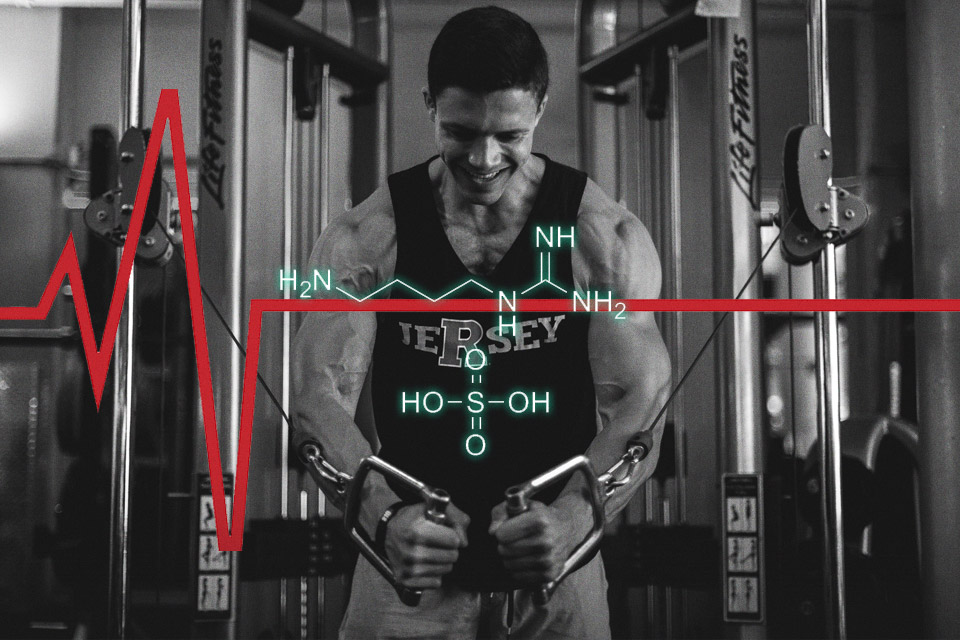 agmatine sulfate bodybuilding